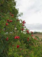 Rose Hips with Vitamin C