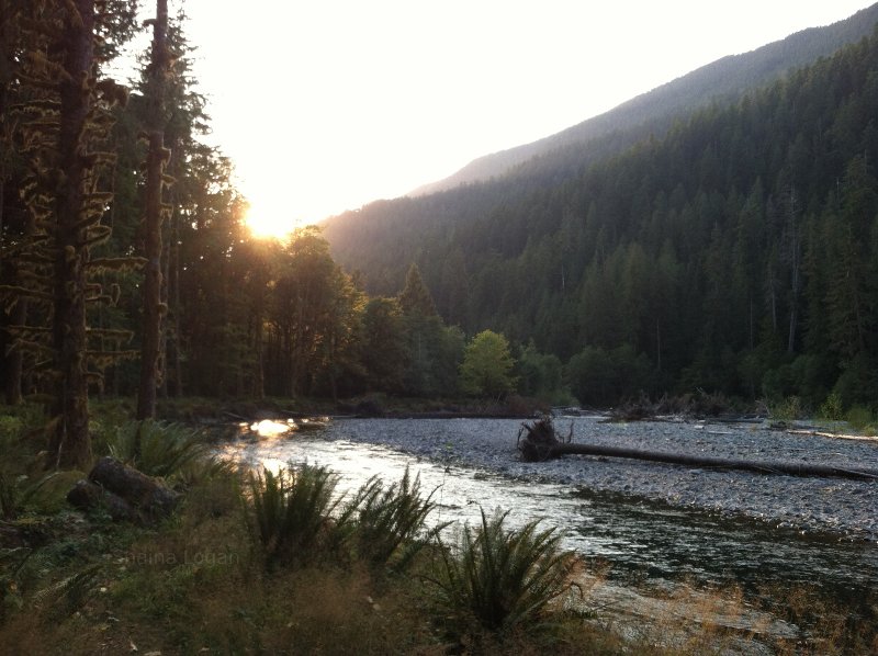 North Fork of the Quinalt River.  Washington State.