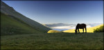 Horse grazing in Italy