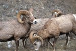 Big Horn Sheep in Montana