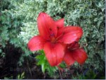 Orange Lily in British Columbia