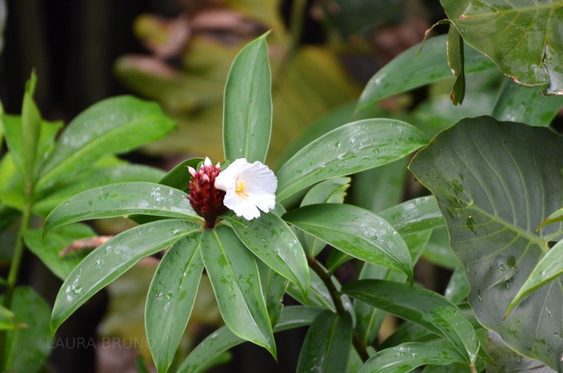 Flower bud in Brazil