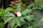 Flower bud in Brazil