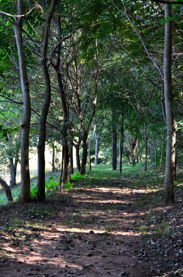 Tree lined path in Brazil