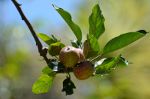 Apples in Brazil