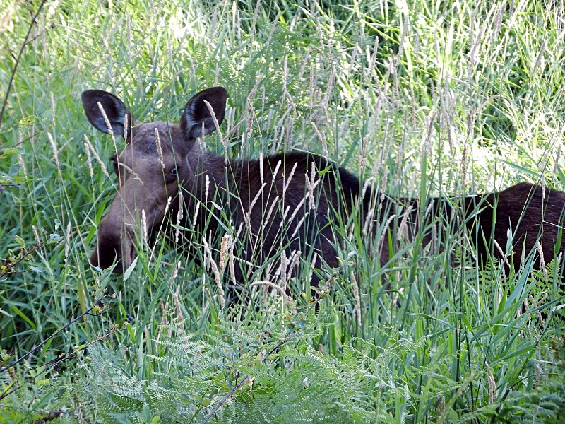 Moose in Montana