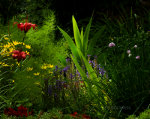 Flower garden in Lincoln, Nebraska