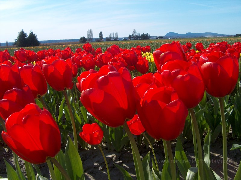 Skagit Valley Tulip Festival