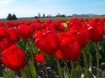 Skagit Valley Tulip Festival