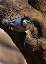 Nuthatch in Nebraska