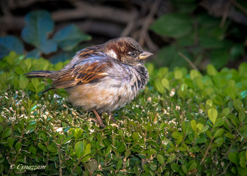 Puffy little bird posing on the ground.
