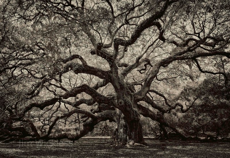 Ancient Oak Tree