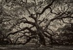 Ancient Oak Tree