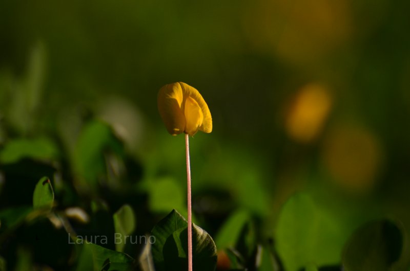 Flower Blooming in Brazil