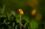 Flower Blooming in Brazil