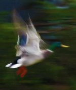 Mallard in flight