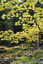 Fall colors in Washington