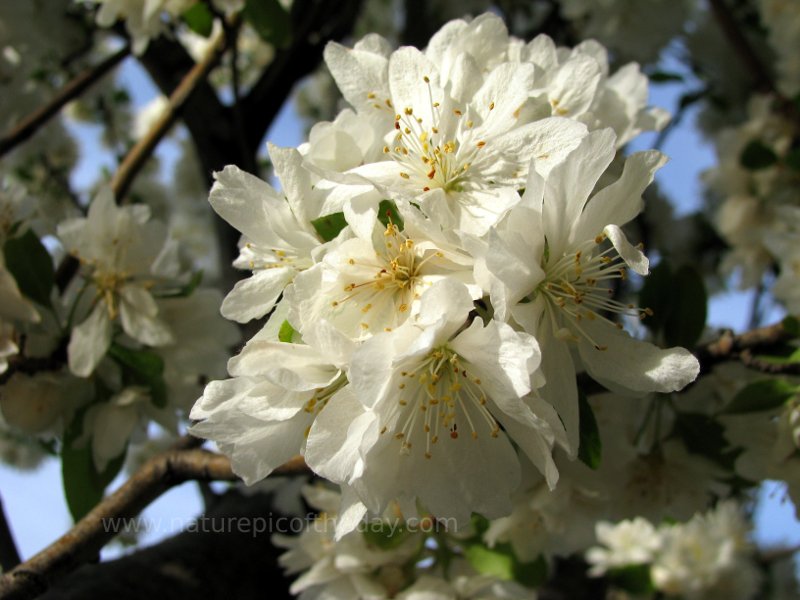 Fresh Blossoms