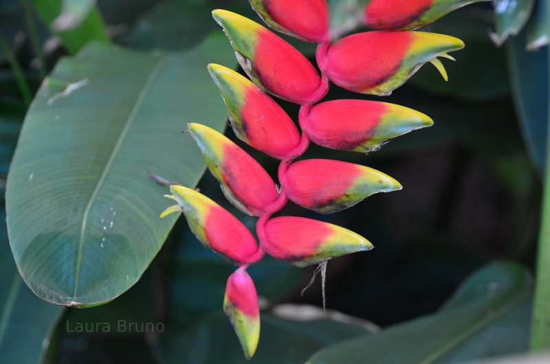 Beautiful foliage in Brazil