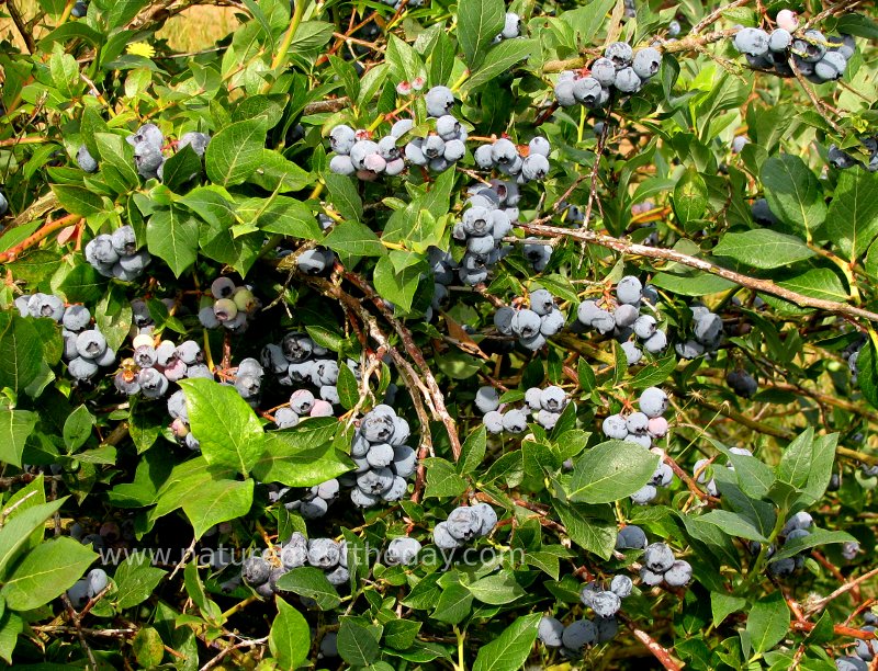 Blueberries