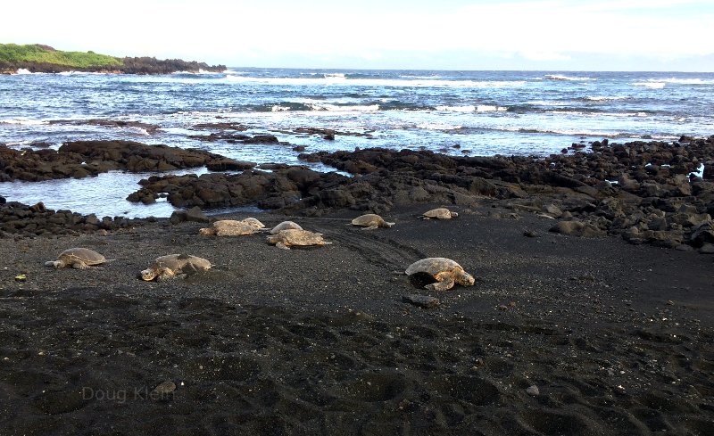 Sea Turtles in Hawaii