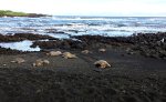 Sea Turtles in Hawaii