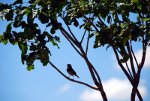 Birds in Brazil