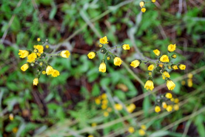 Flowers in Montana