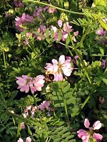 Bee collecting Pollen near Nazareth, Pennsylvania