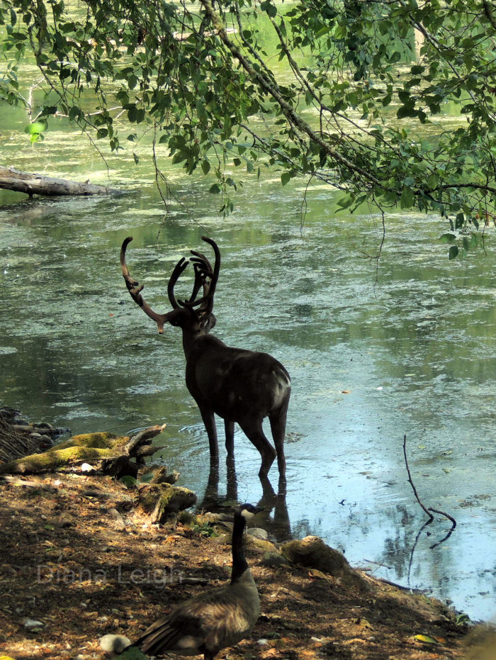 Caribou near Eatonville, Washington