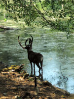 Caribou near Eatonville, Washington