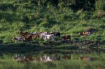 Cows in Brazil