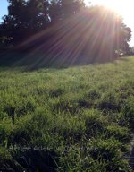 Dew on the grass in Nazareth, PA