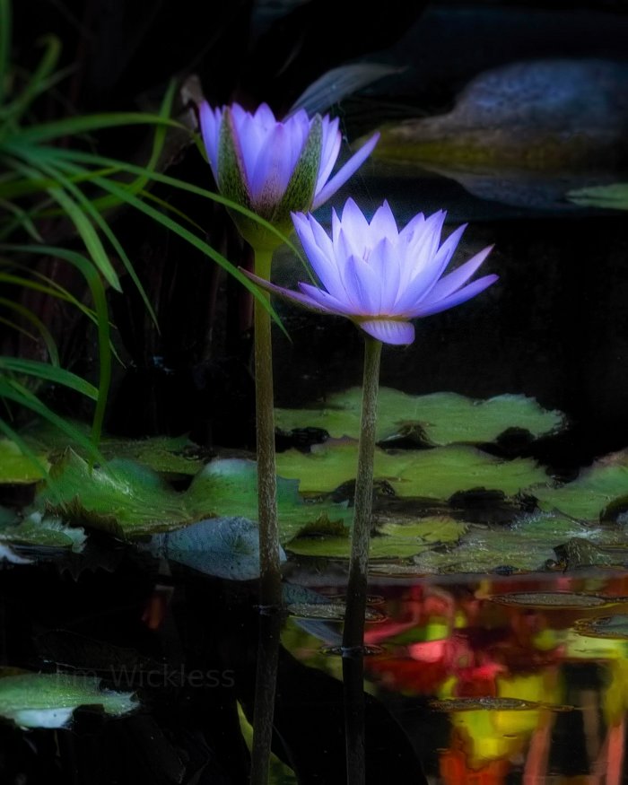 Gorgeous water flowers in Lincoln, Nebraska