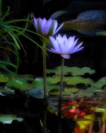 Gorgeous water flowers in Lincoln, Nebraska