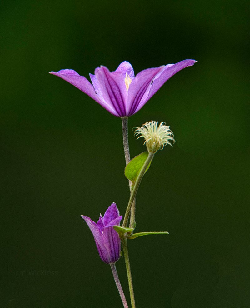 Gorgeous close-up of a purple flower