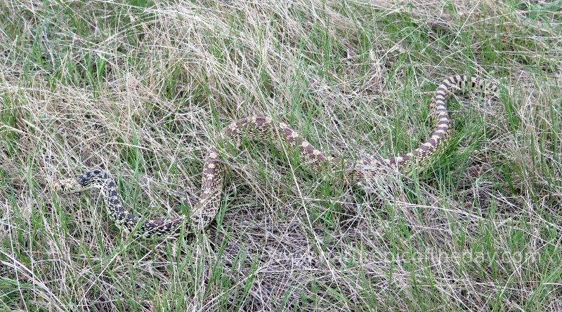 Bullsnake in Montana