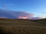 Wheat field