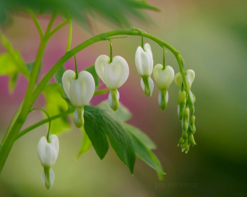 Macro shot of bleeding hearts near Lincoln, Nebraska