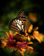 Full grown Monarch Butterfly in Lincoln, Nebraska