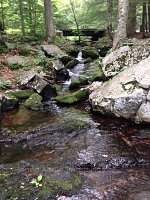 Bridge over a creek in the woods