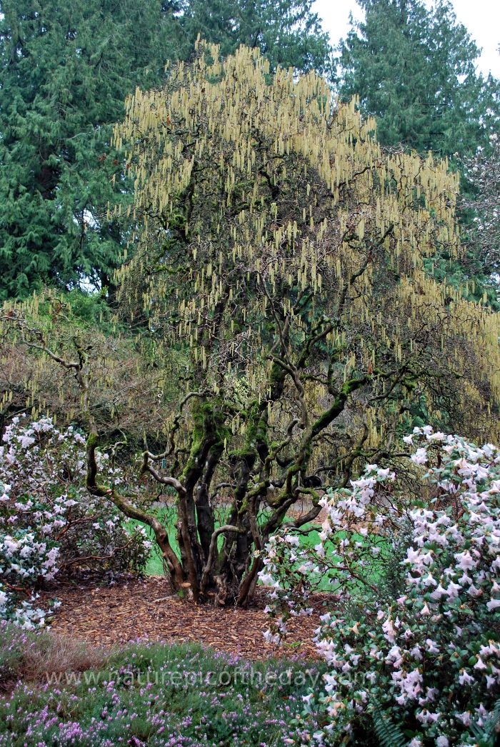 Leafy tree in the rain