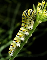 Caterpillar in Lincoln Nebraska