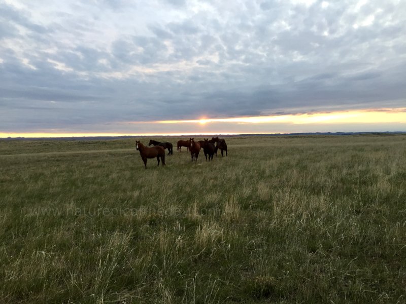 Horses on the Plains of montana