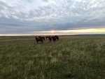 Horses on the Plains of montana