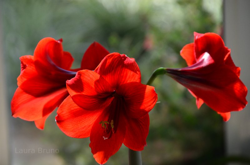 Flowers in Brazil