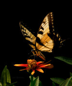 Monarch Butterfly in Lincoln, Nebraska