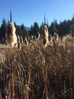 Cattails in Montana