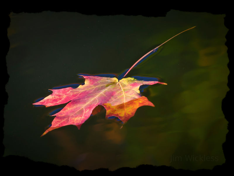 Beautiful fall colors on a fallen leaf