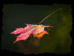 Beautiful fall colors on a fallen leaf
